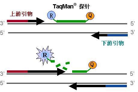 三五成群打一准确生肖请全面2释义、解释与落实、定量解答解释落实