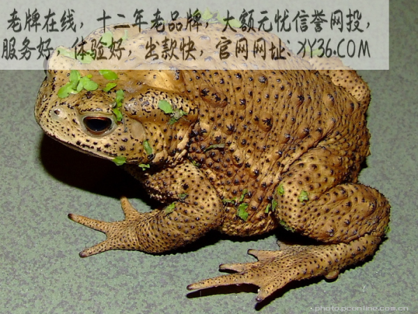 欲钱看癞虾蟆跳水井是什么生肖全面释义、详细解答解释落实